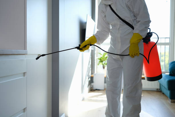 Best Mold Odor Removal Services  in Black Hammock, FL